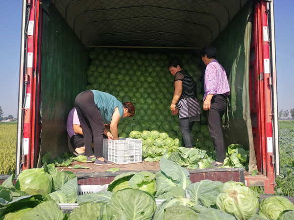 有機(jī)蔬菜 有機(jī)蔬菜